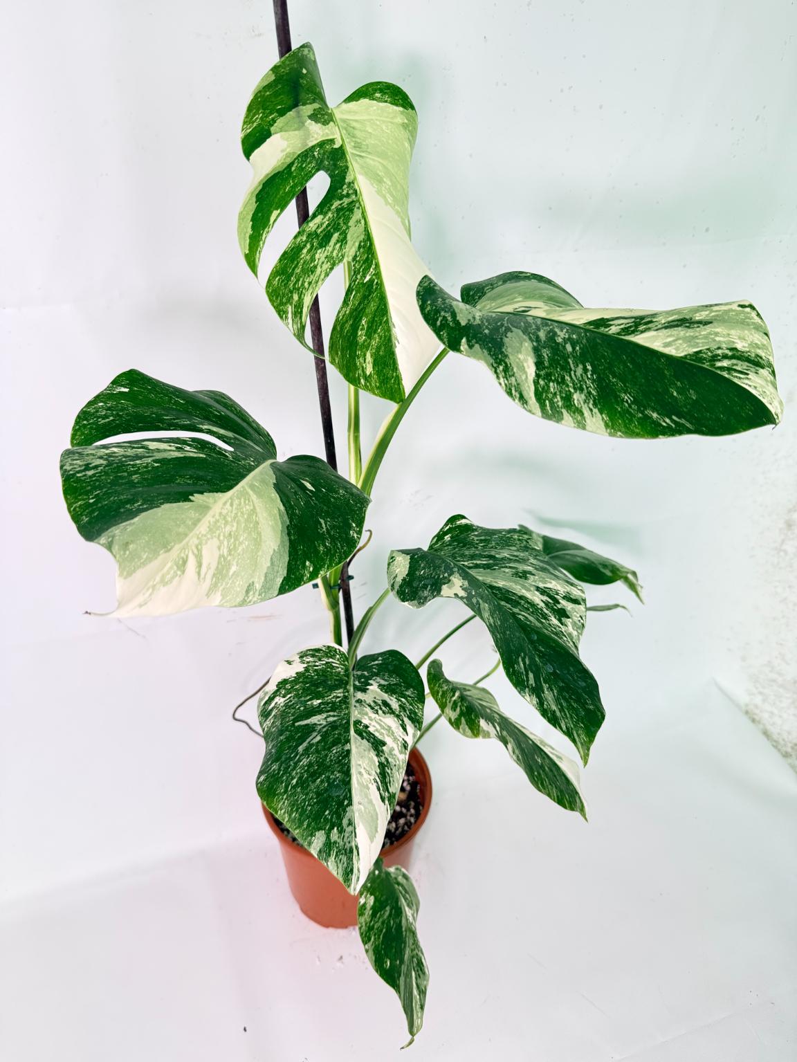 Monstera Albo Variegata XL 02
