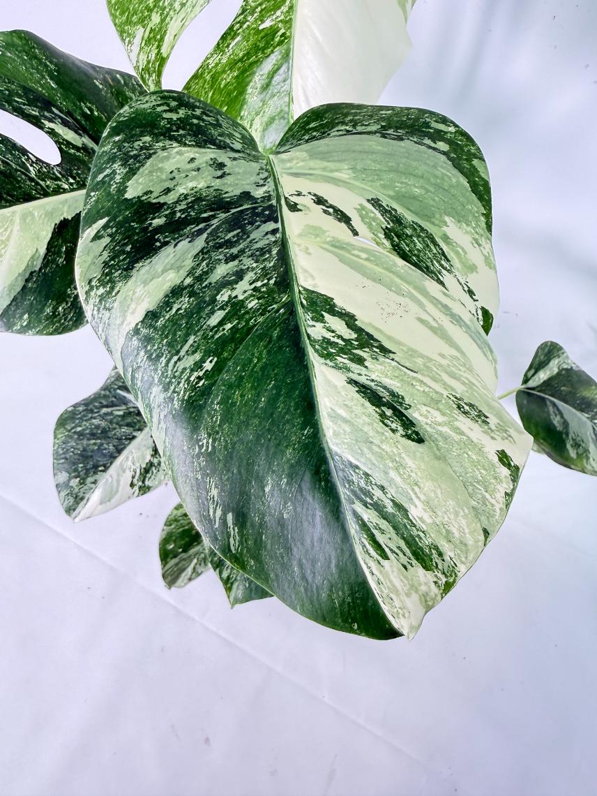 Monstera Albo Variegata XL 03