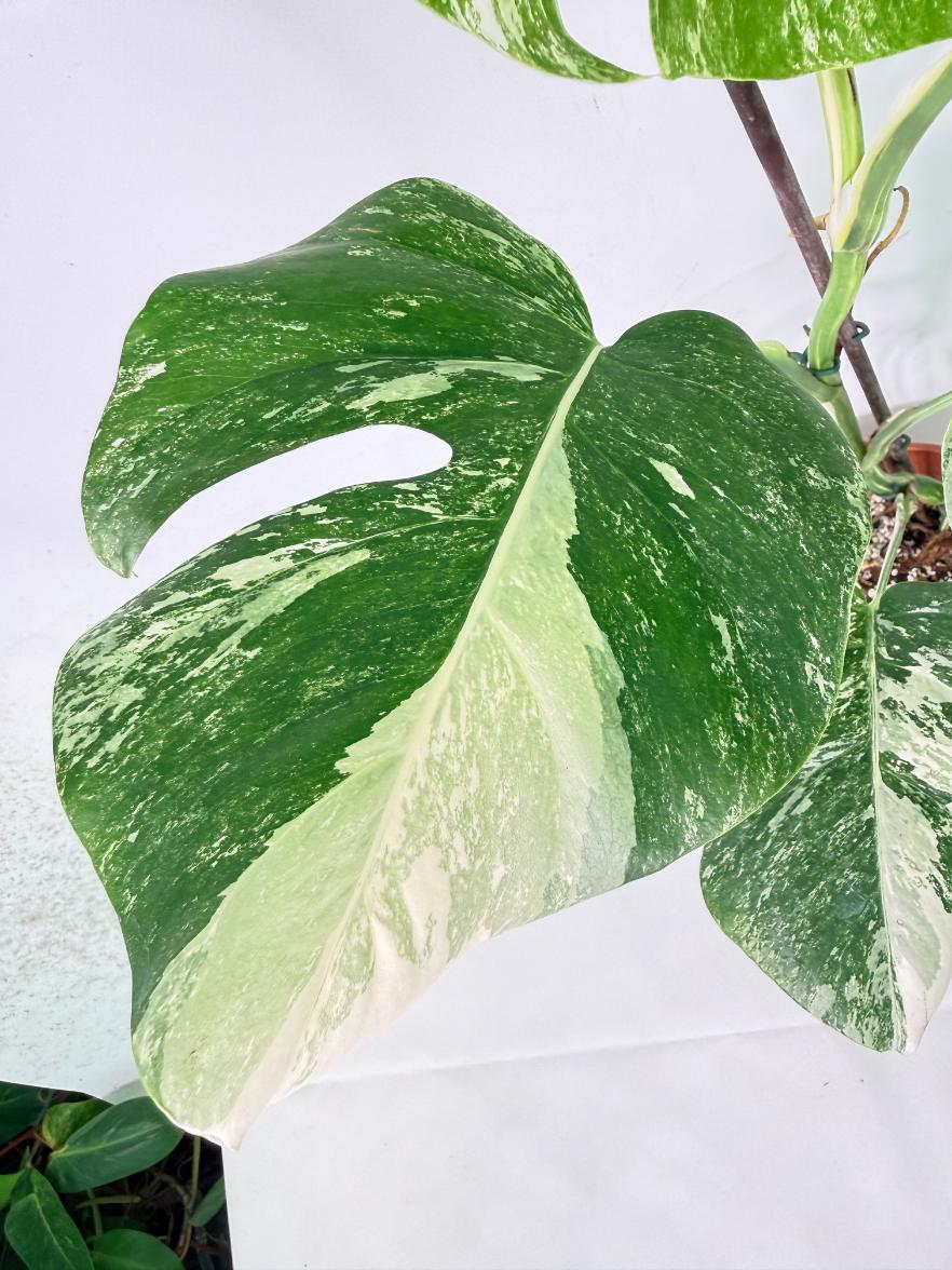 Monstera Albo Variegata XL 04