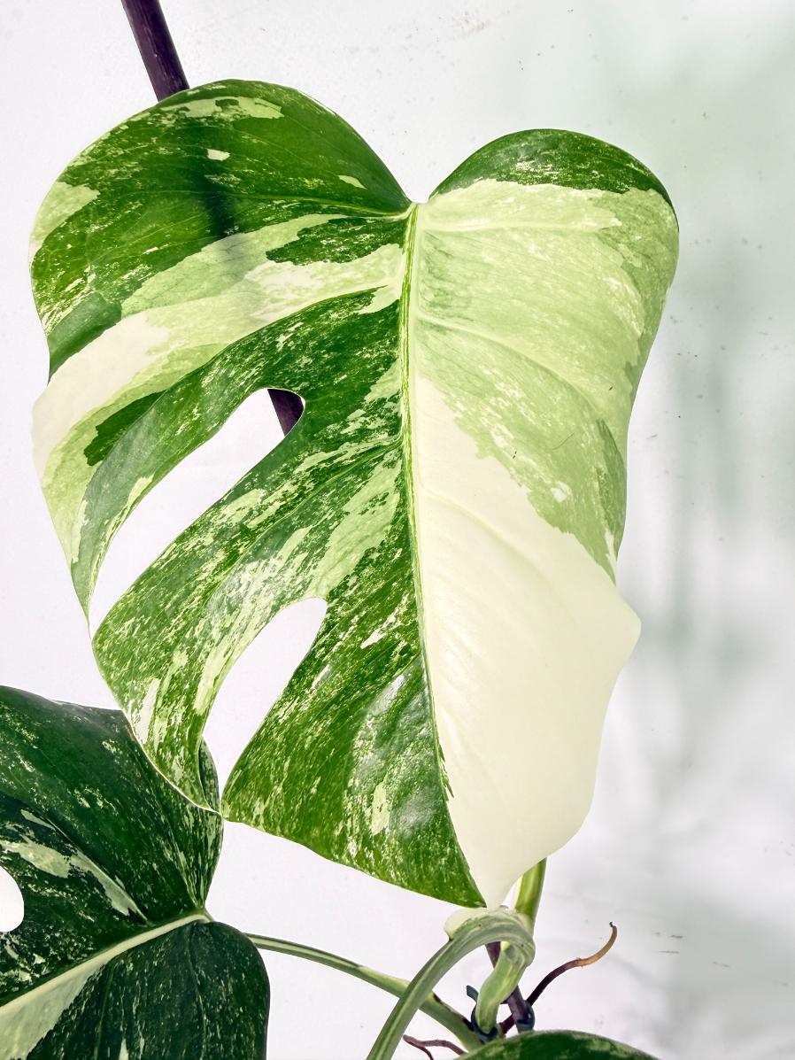 Monstera Albo Variegata XL 05