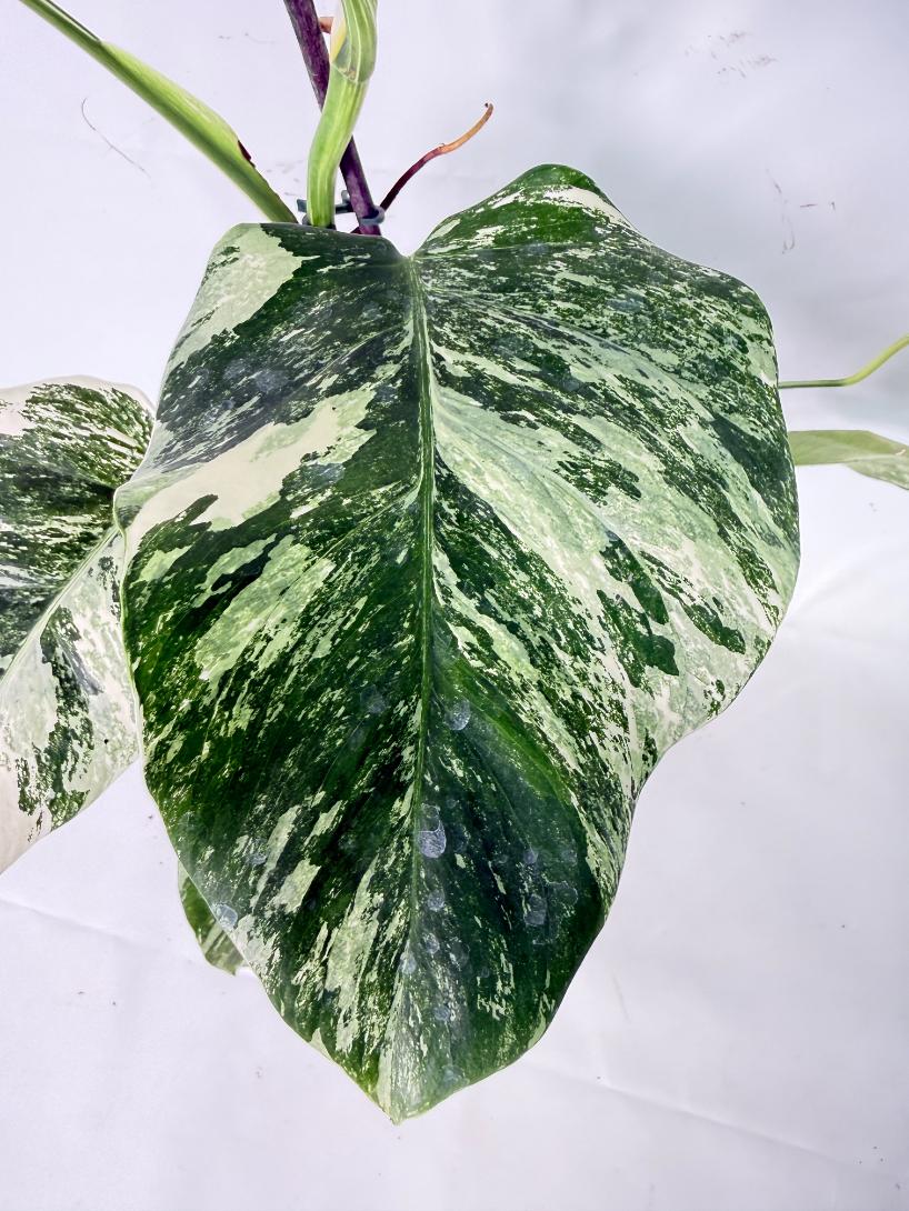 Monstera Albo Variegata XL 06