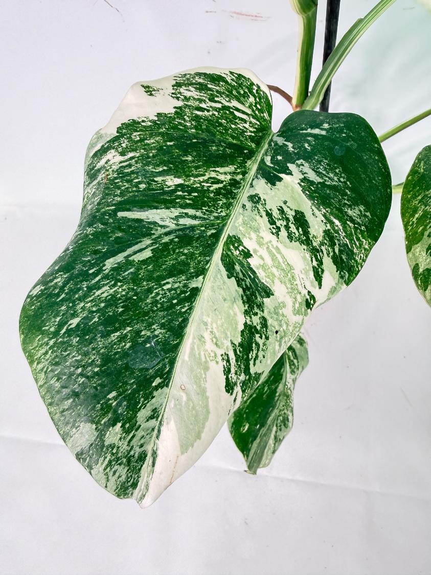 Monstera Albo Variegata XL 07