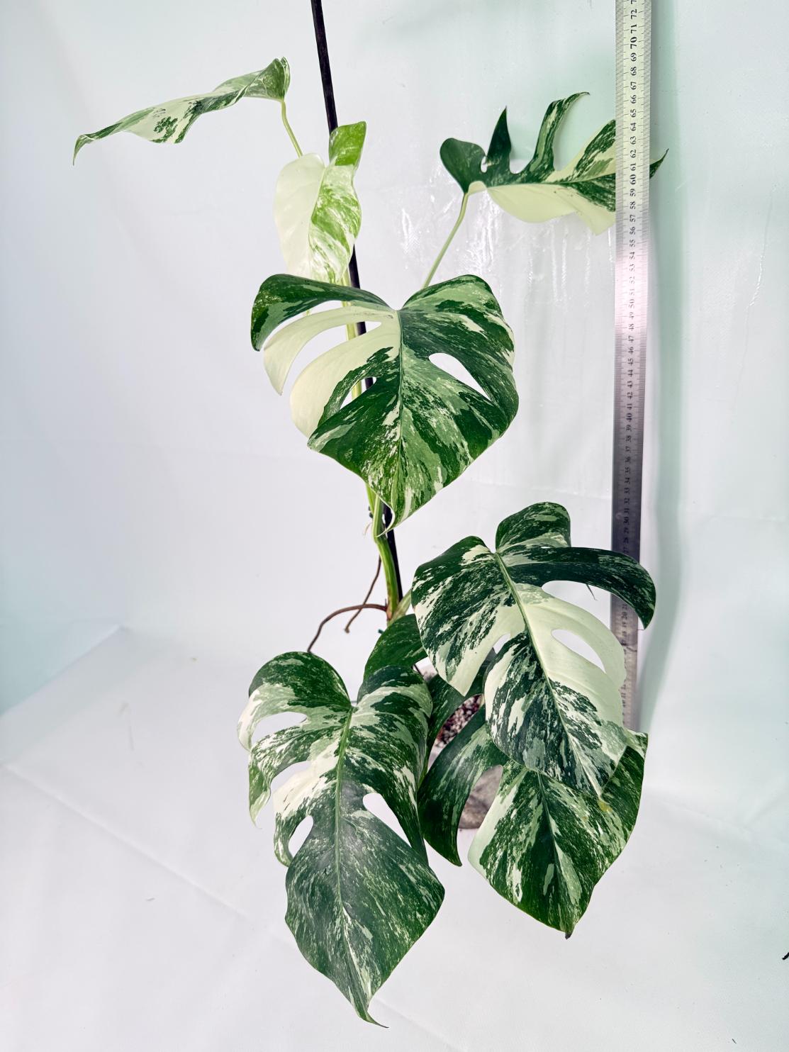 Monstera Albo Variegata XL 8