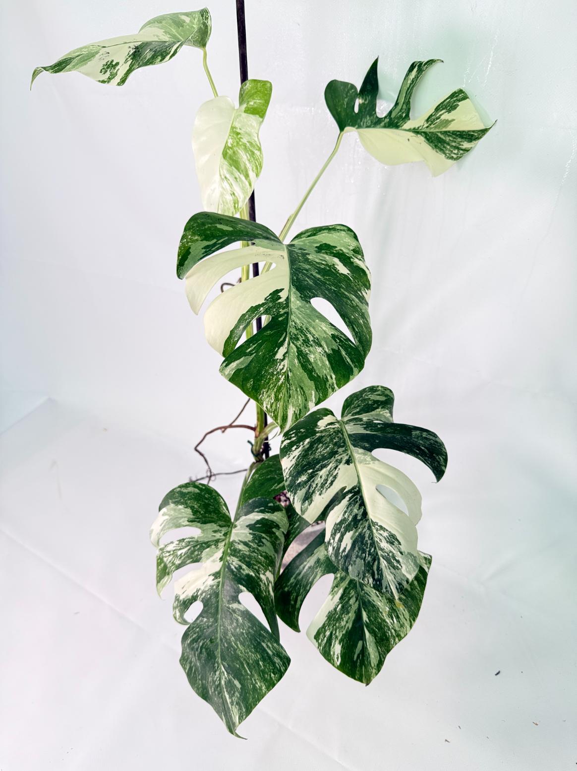 Monstera Albo Variegata XL 01