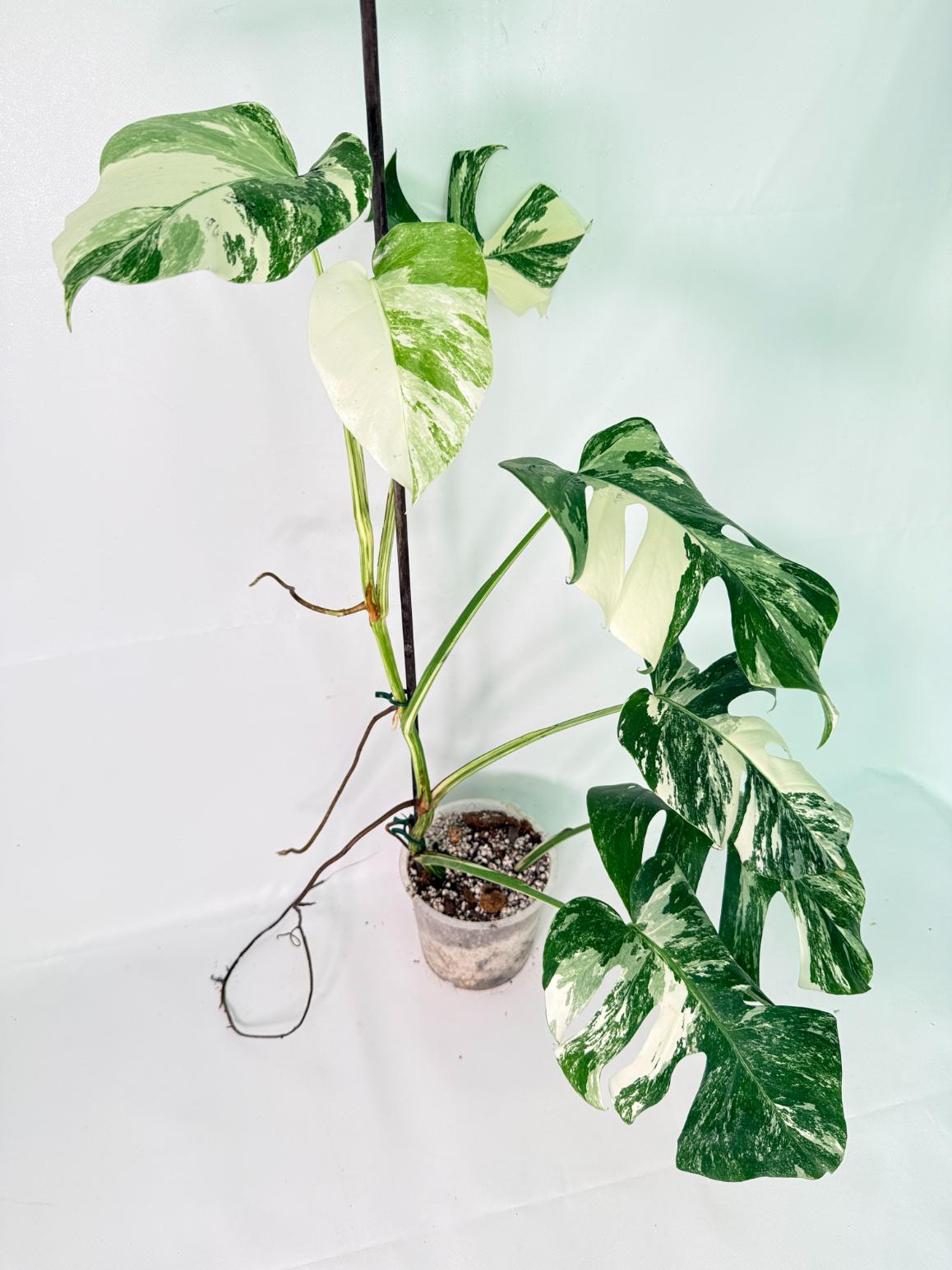 Monstera Albo Variegata XL 2