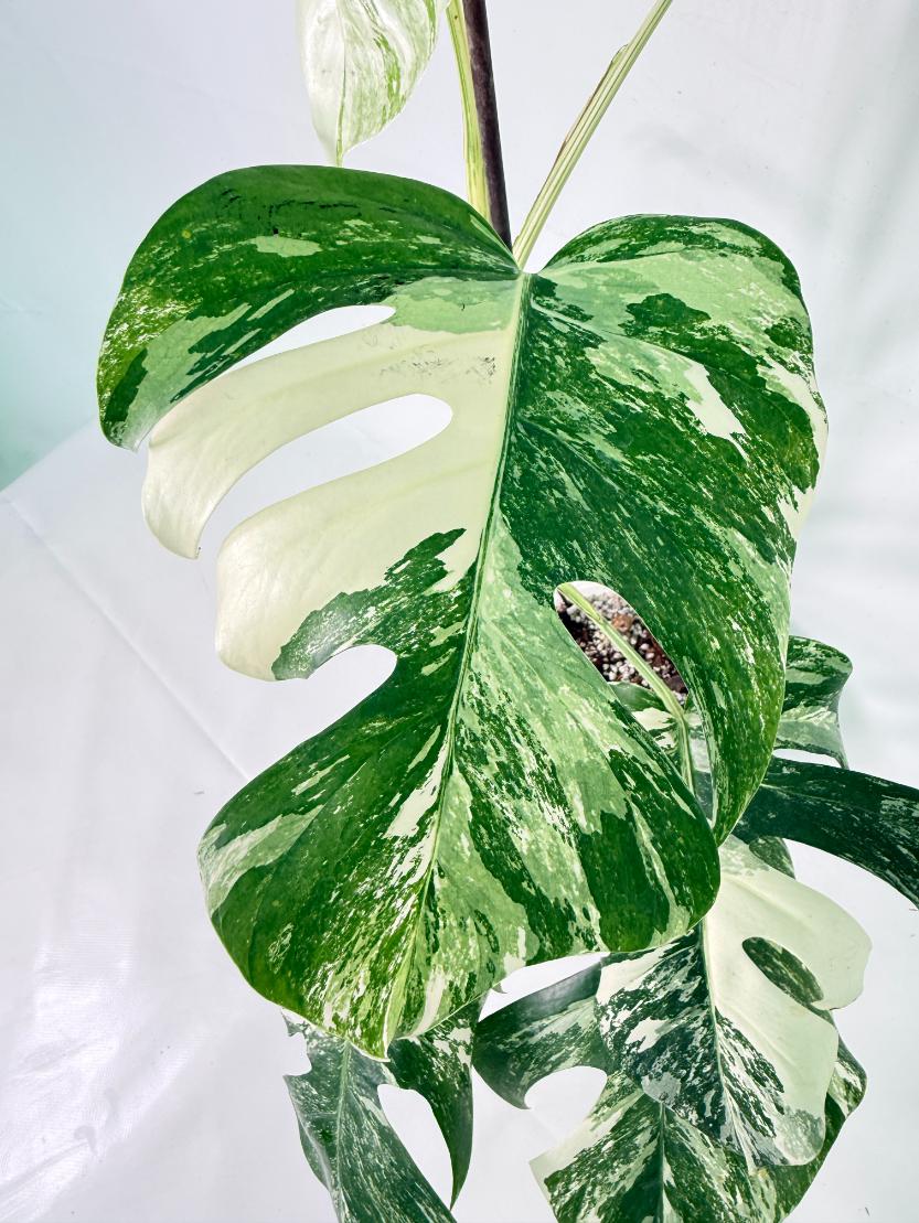 Monstera Albo Variegata XL 03