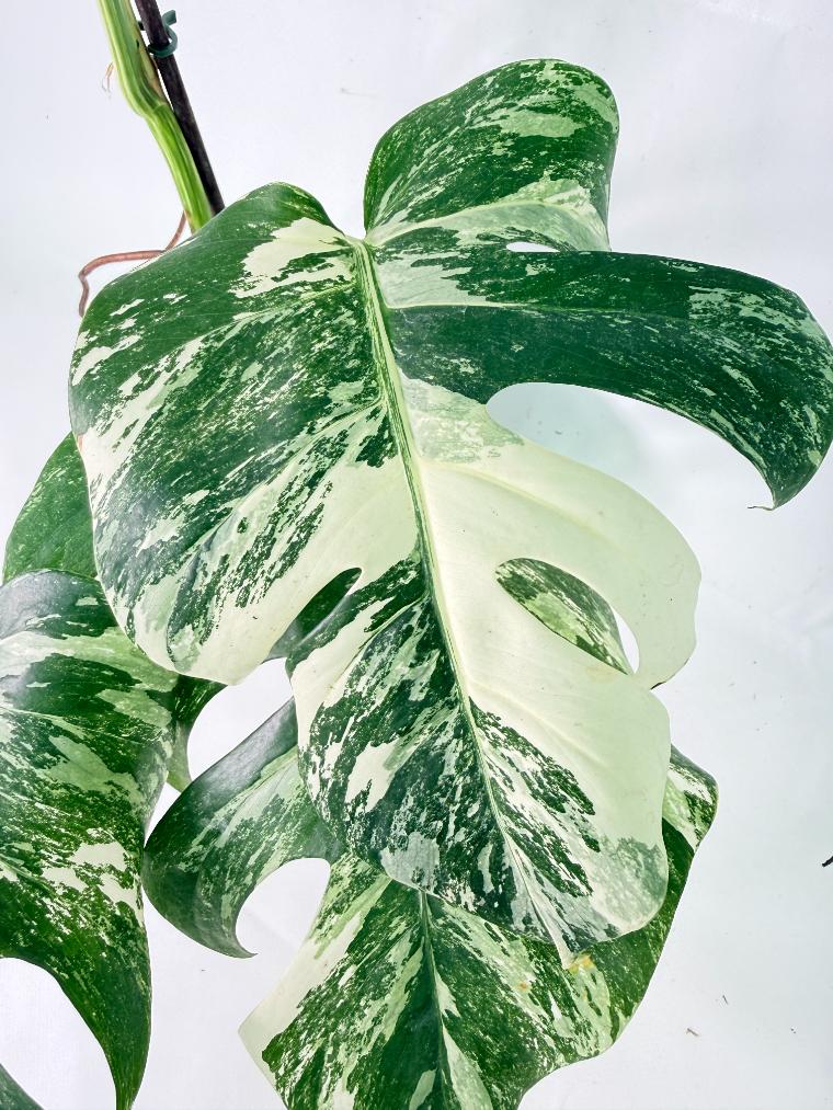 Monstera Albo Variegata XL 04