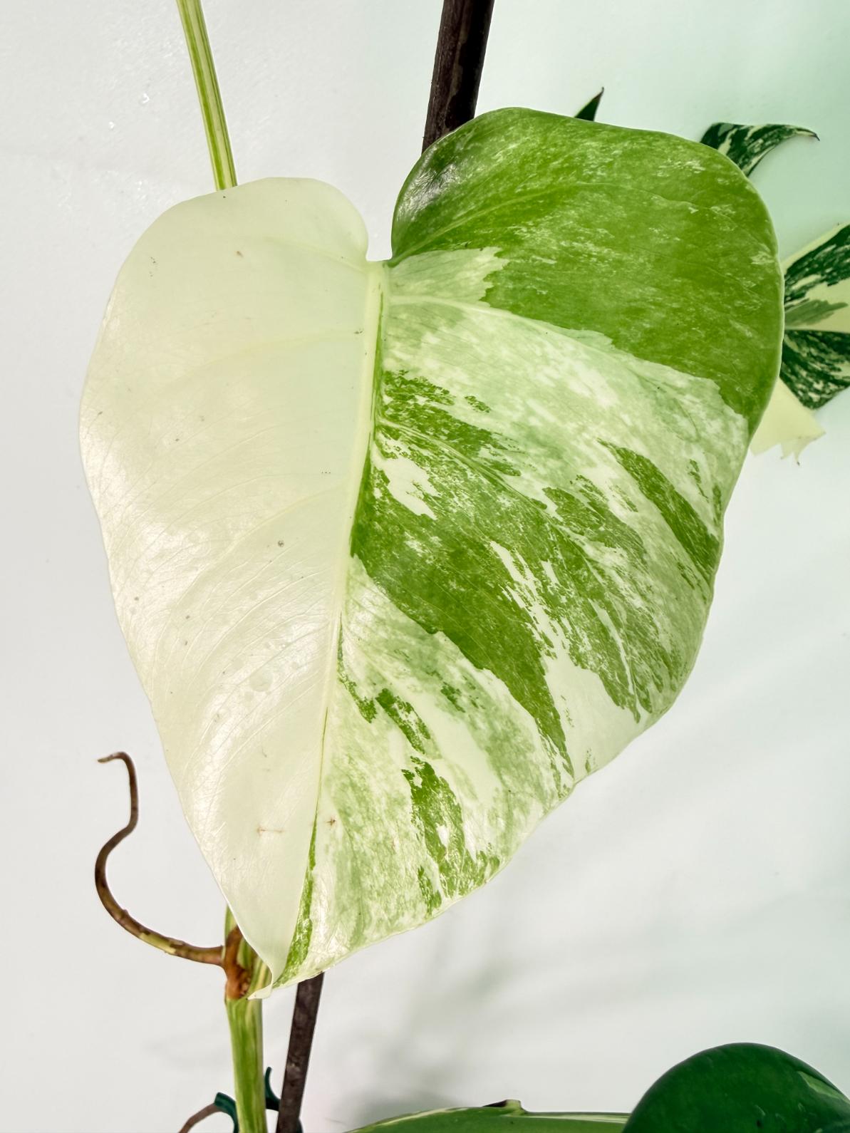 Monstera Albo Variegata XL 05