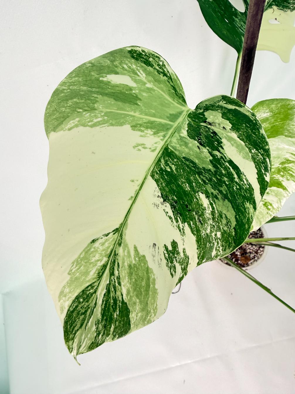 Monstera Albo Variegata XL 6