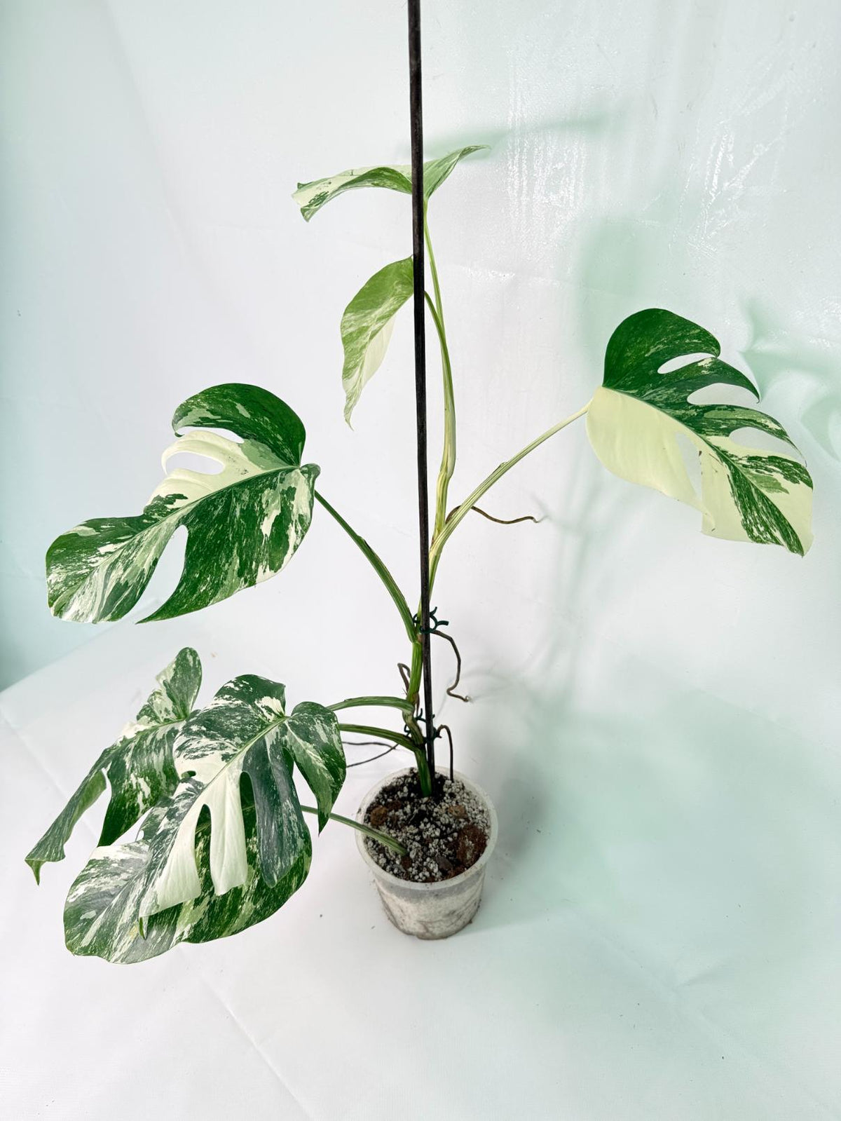 Monstera Albo Variegata XL 7