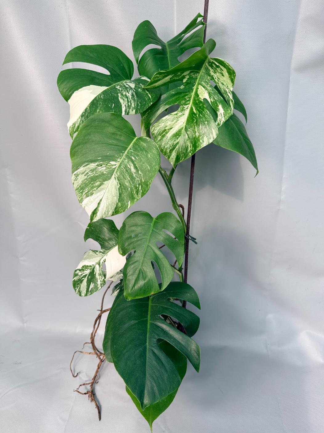 Monstera Albo Variegata XL 08