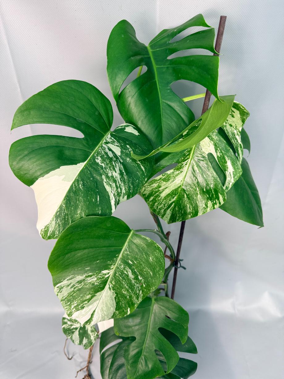 Monstera Albo Variegata XL 09