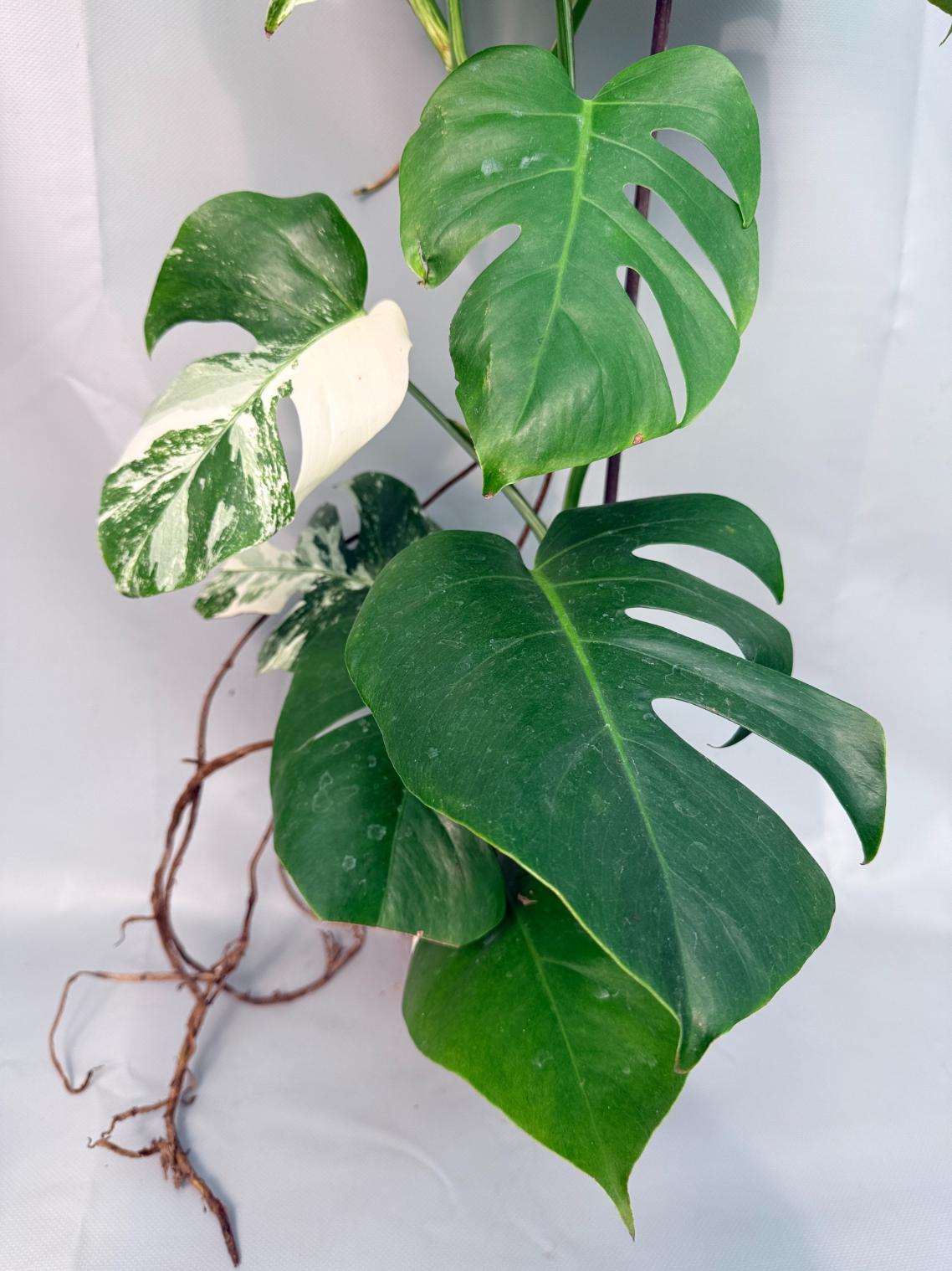 Monstera Albo Variegata XL 10