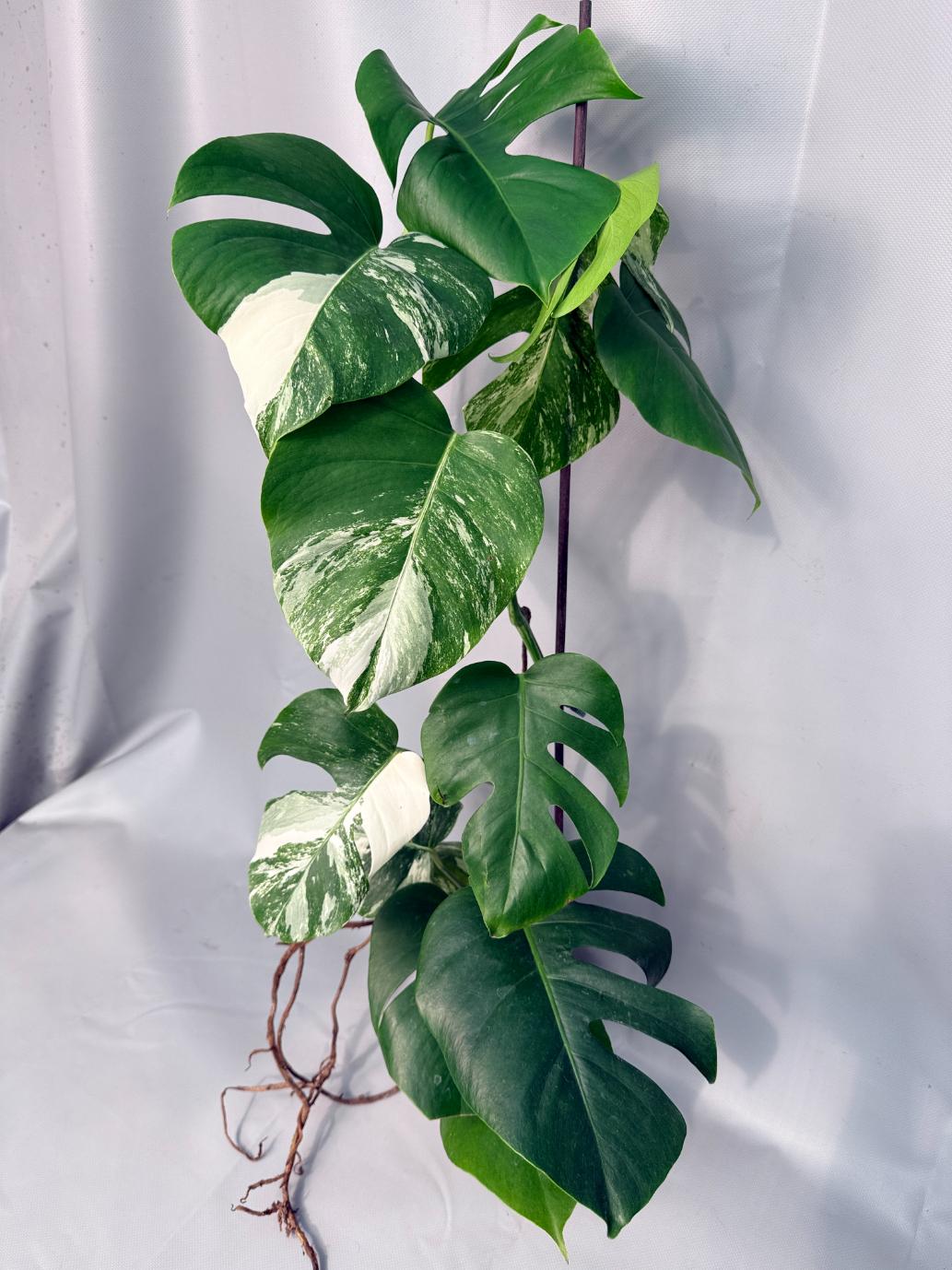 Monstera Albo Variegata XL 01