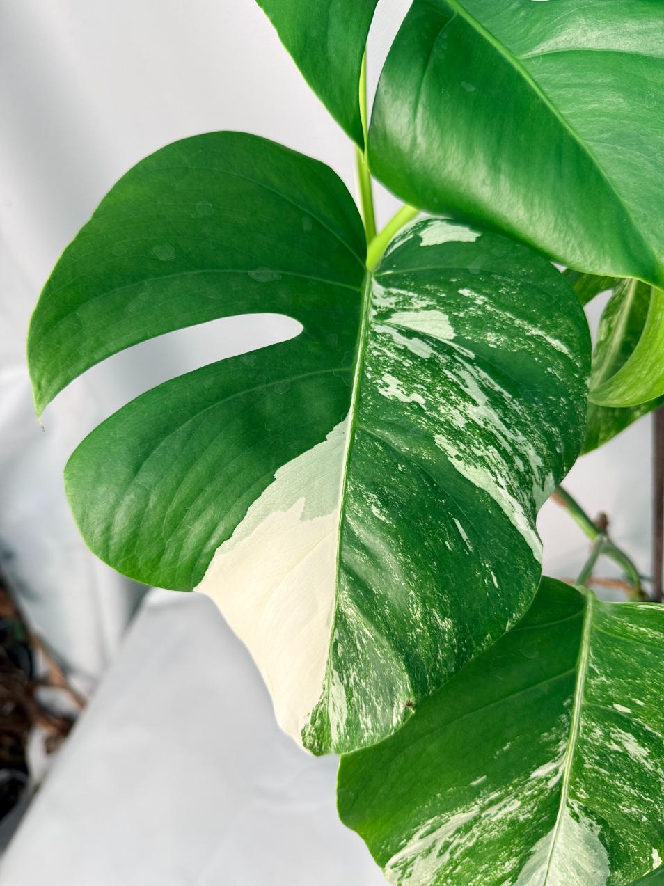 Monstera Albo Variegata XL 02