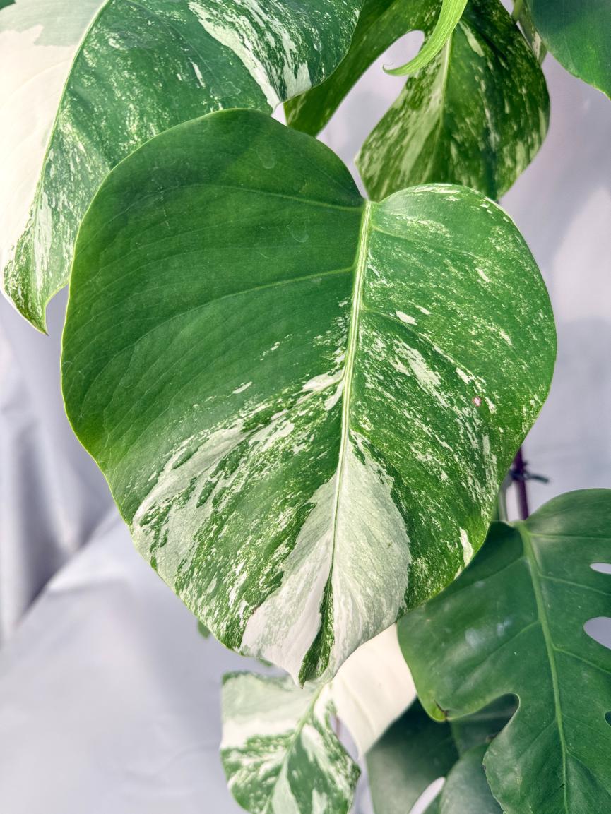 Monstera Albo Variegata XL 03