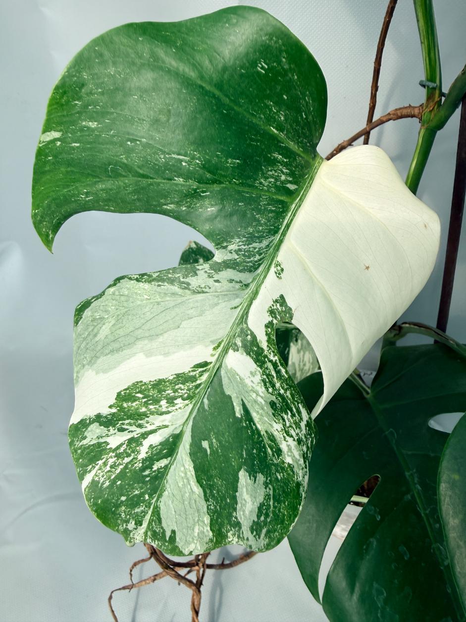 Monstera Albo Variegata XL 04