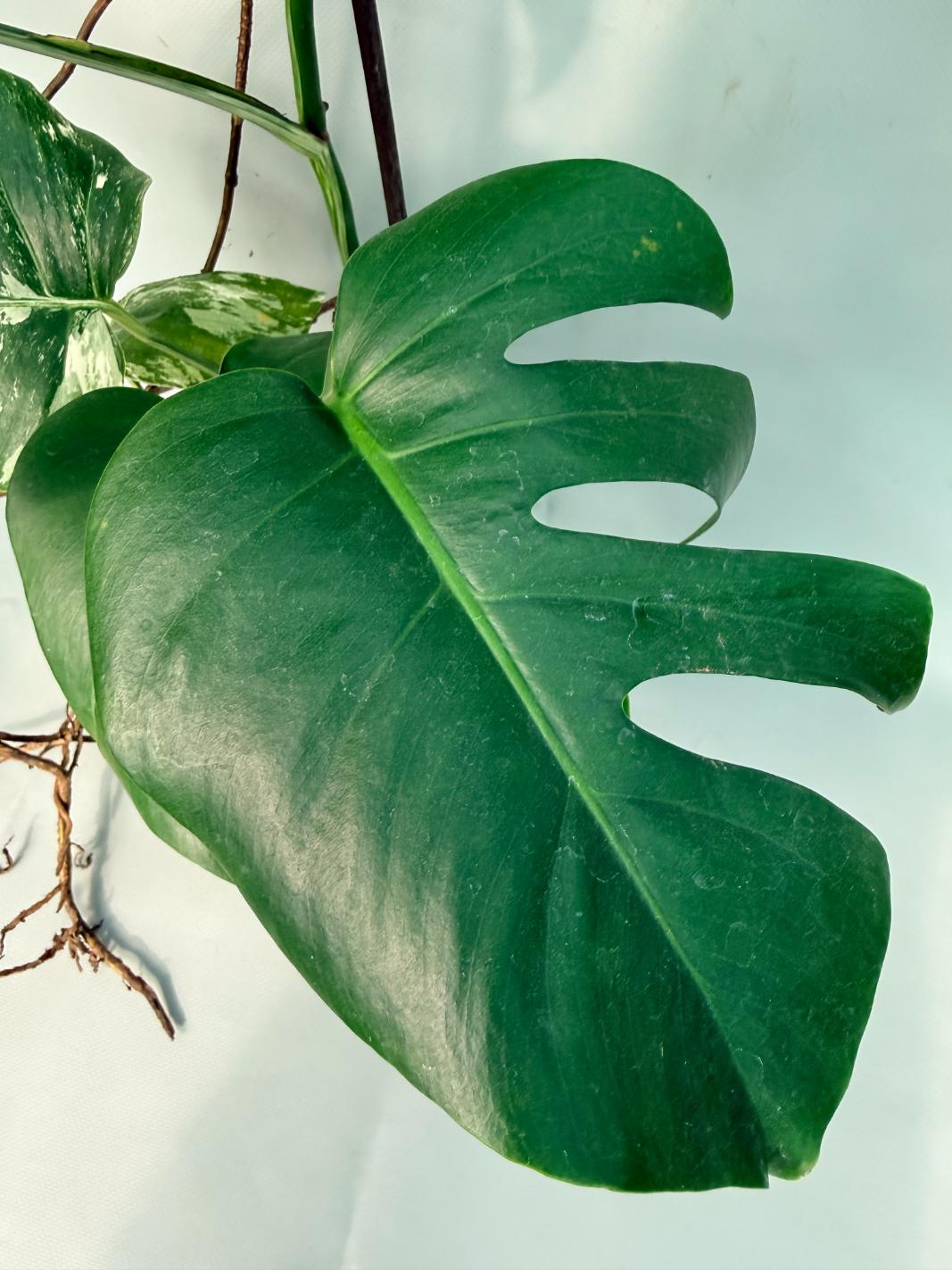 Monstera Albo Variegata XL 05