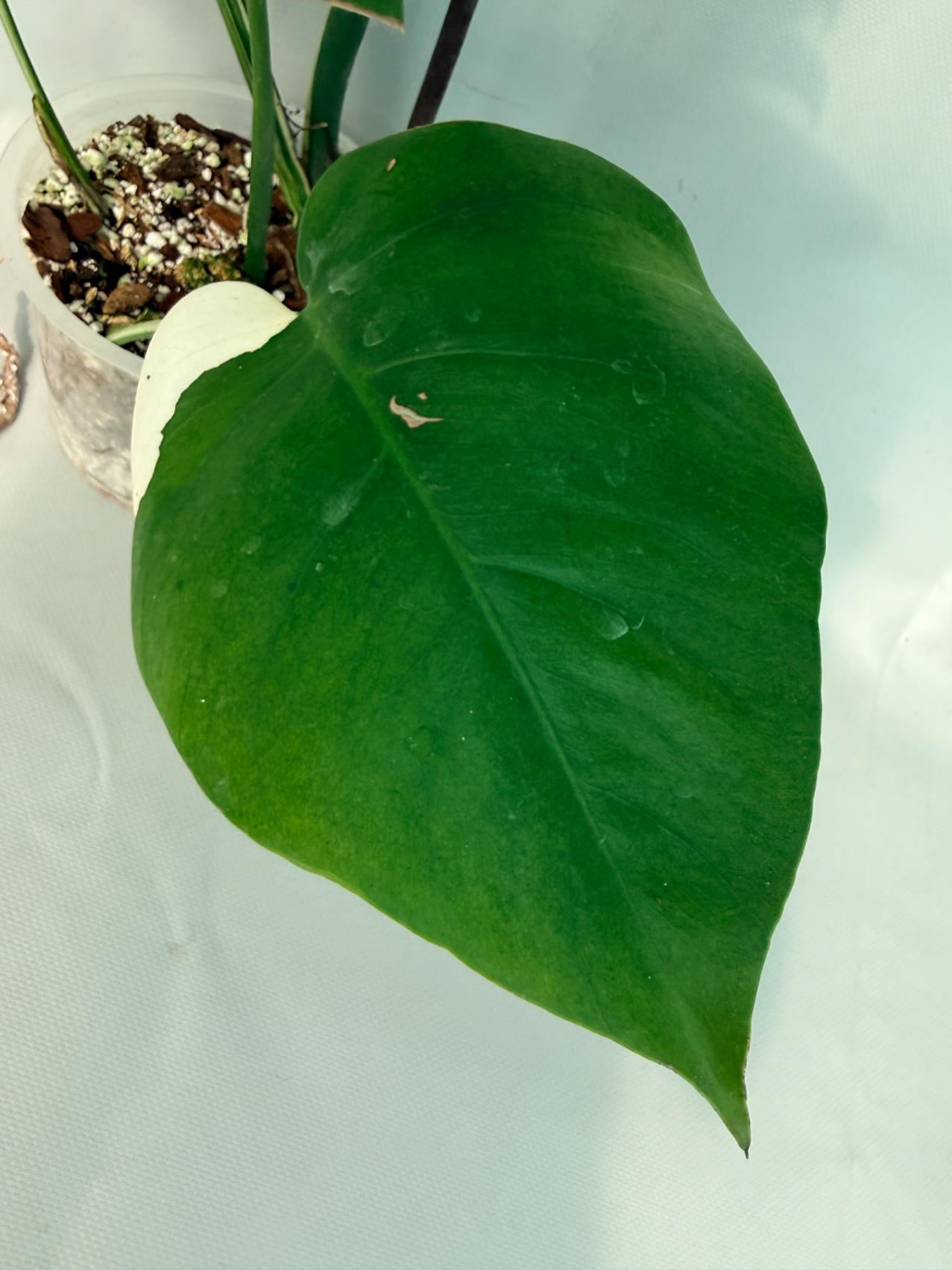 Monstera Albo Variegata XL 06