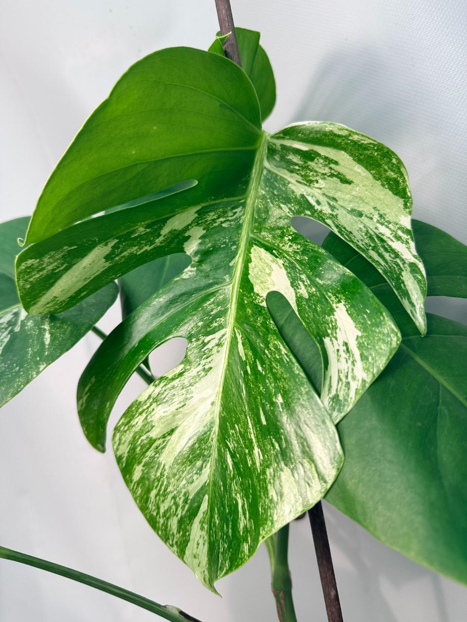 Monstera Albo Variegata XL 07