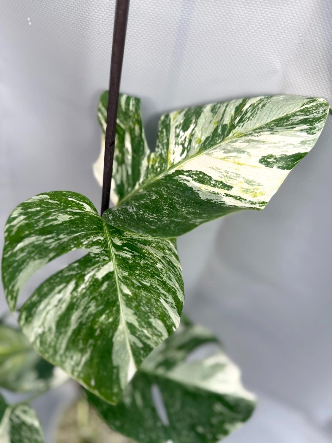 Monstera Deliciosa Albo Variegata