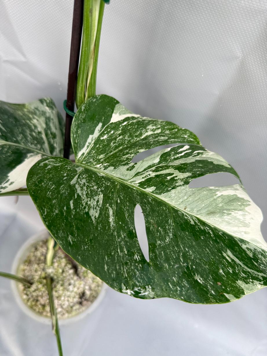 Monstera Albo Variegata 