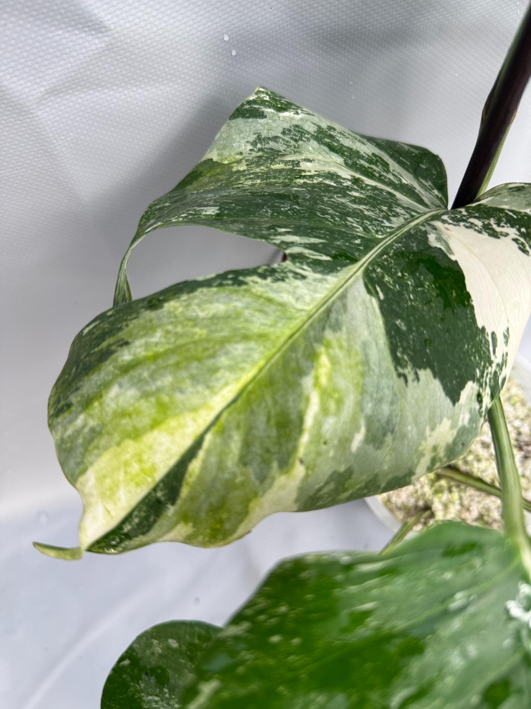 Monstera Albo Variegata 