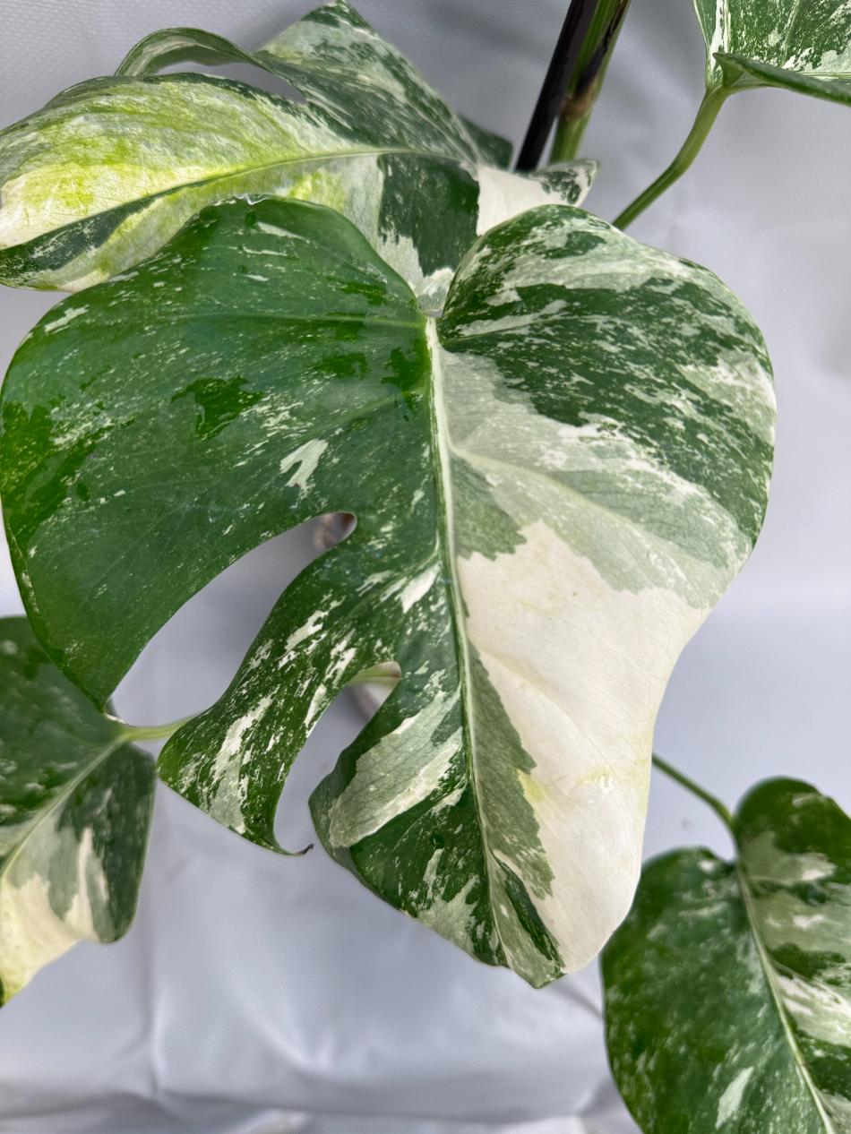 Monstera Albo Variegata 
