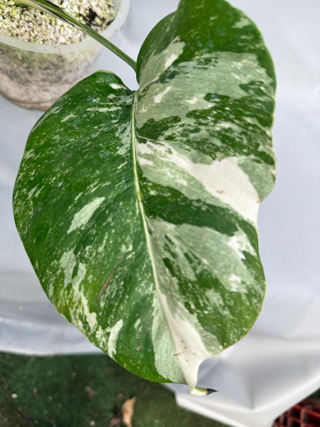 Monstera Albo Variegata 