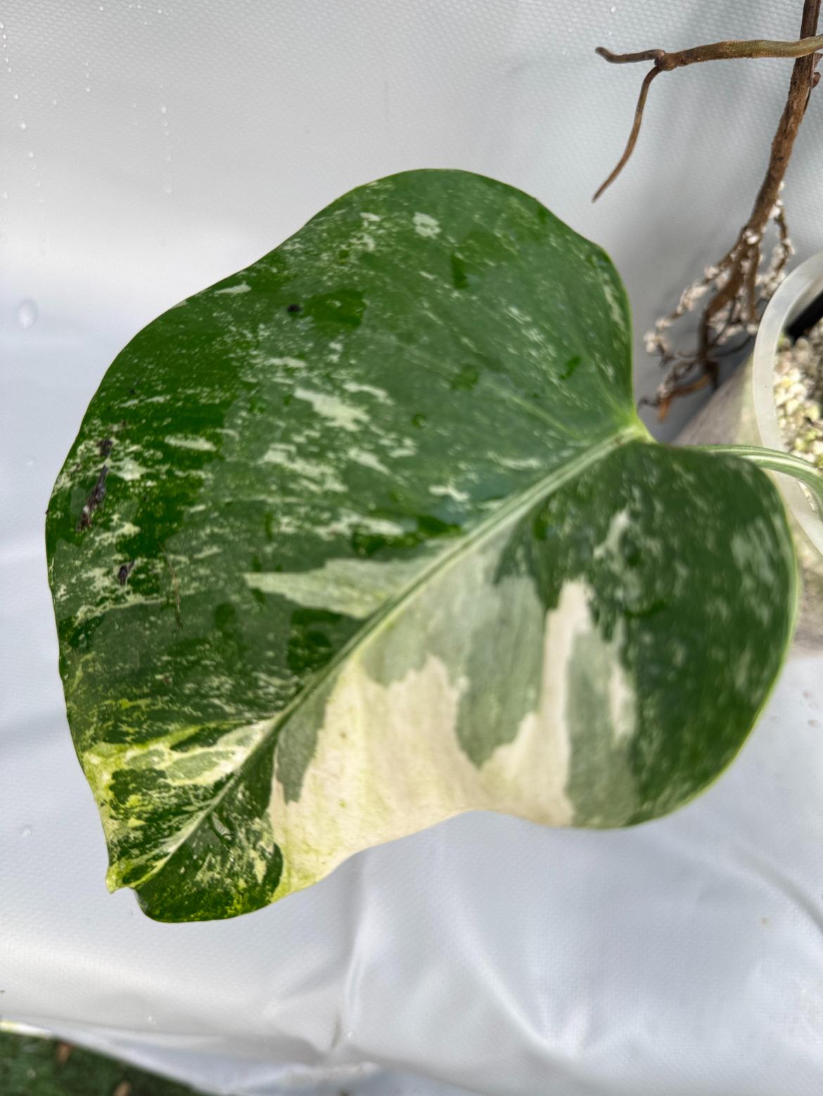 Monstera Albo Variegata 