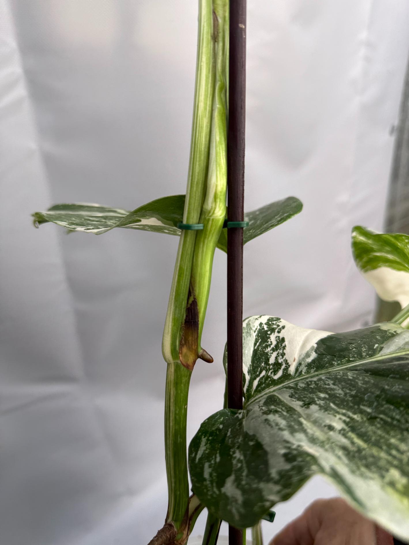 Monstera Albo Variegata 