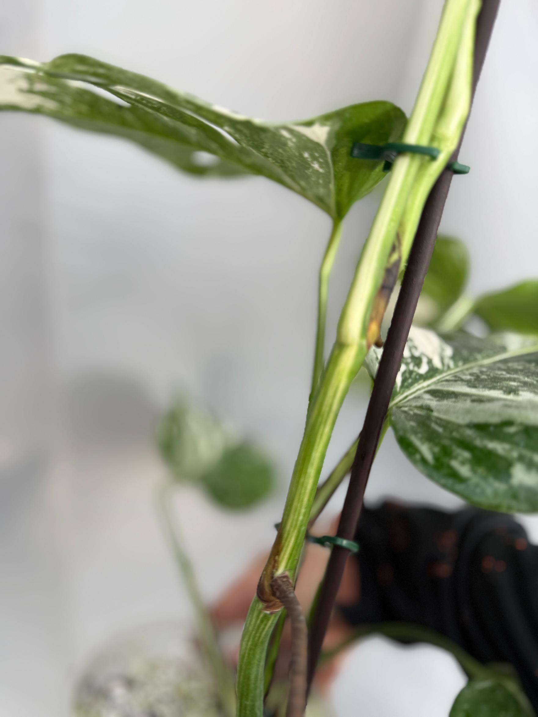 Monstera Albo Variegata 