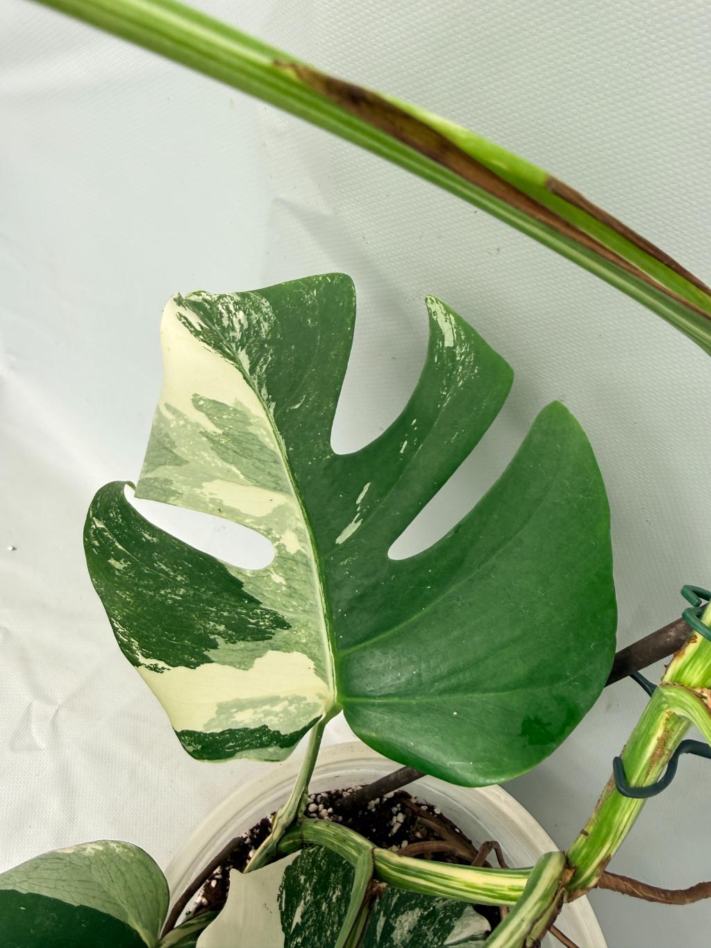 Monstera  Albo Variegata 06
