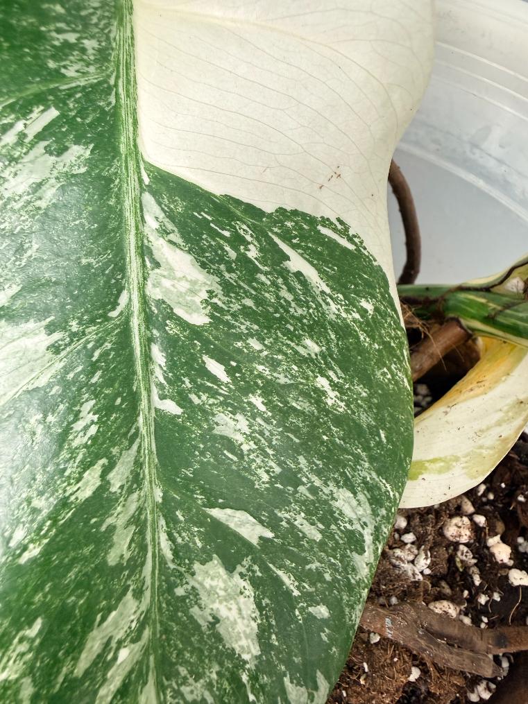 Monstera  Albo Variegata 07