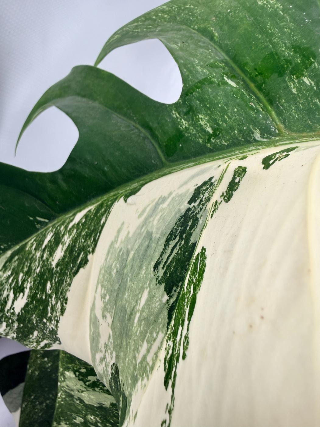 Monstera  Albo Variegata 08