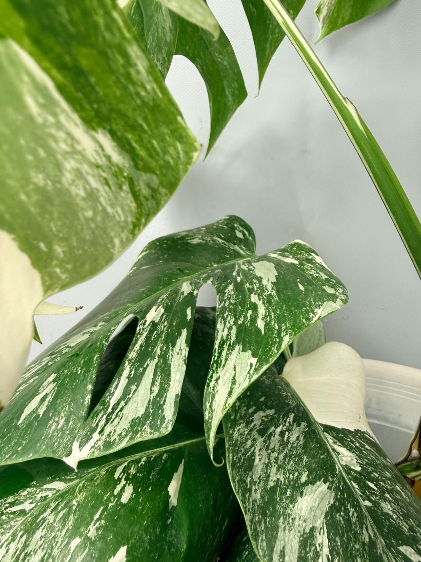Monstera  Albo Variegata 09
