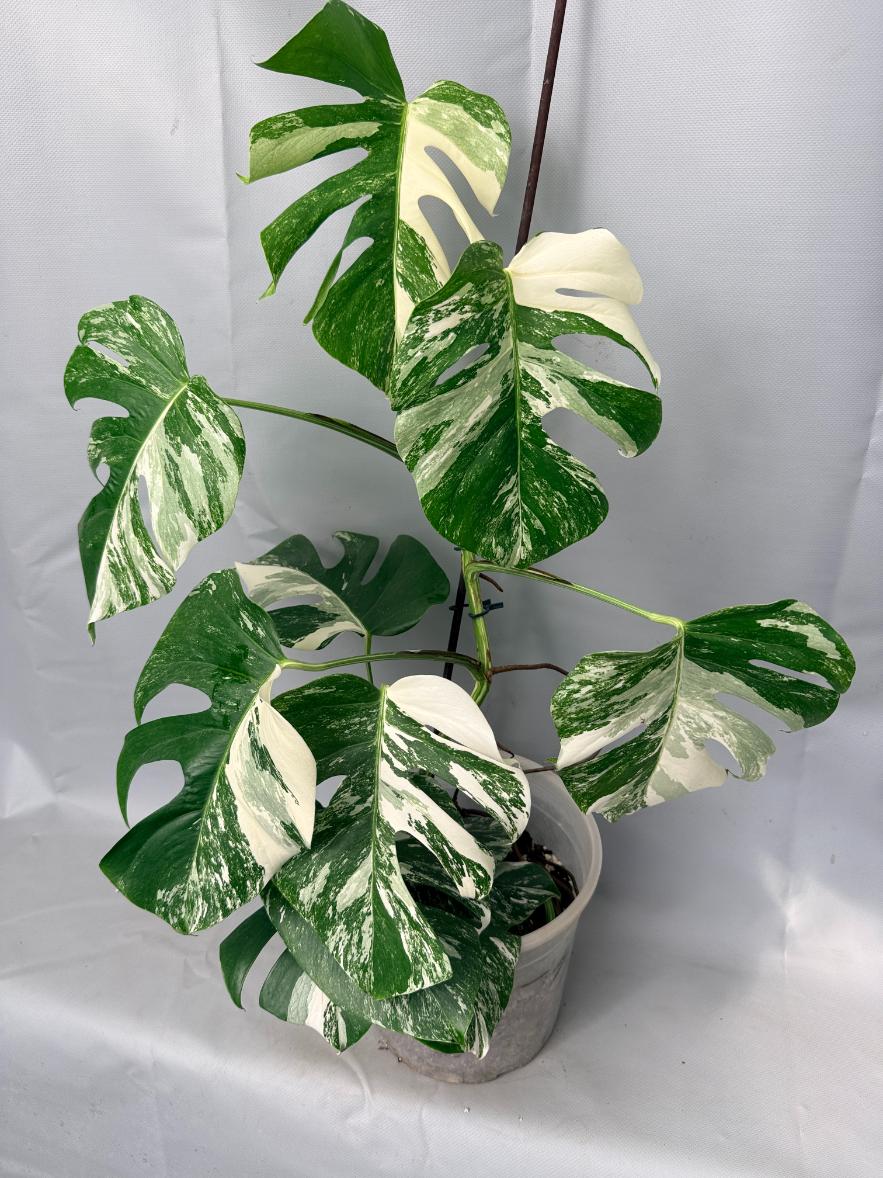 Monstera  Albo Variegata 01