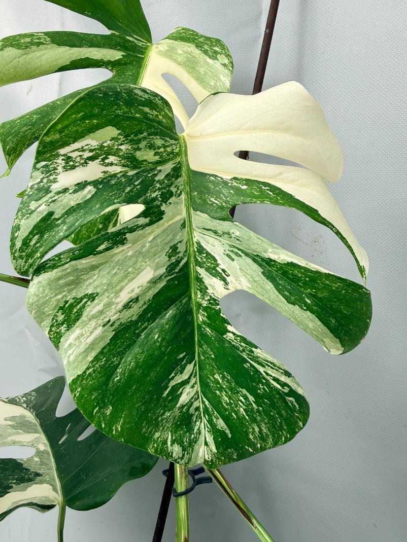 Monstera  Albo Variegata 02