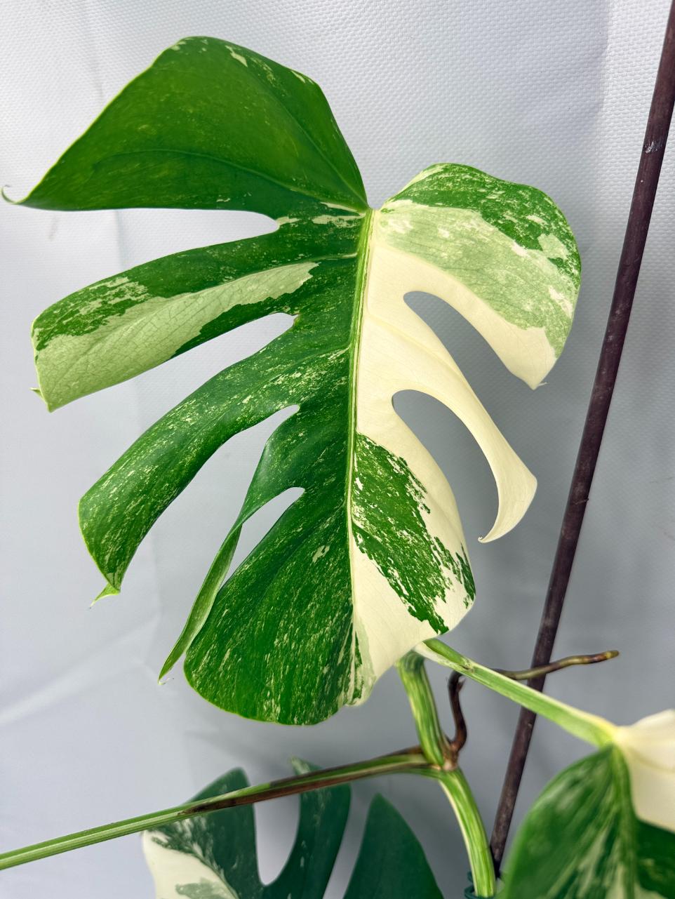 Monstera  Albo Variegata 03