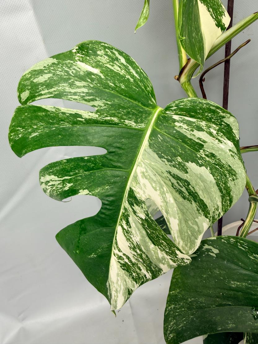 Monstera  Albo Variegata 04