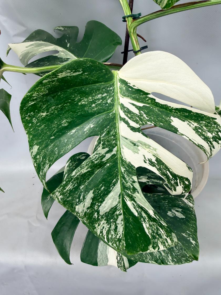 Monstera  Albo Variegata 05