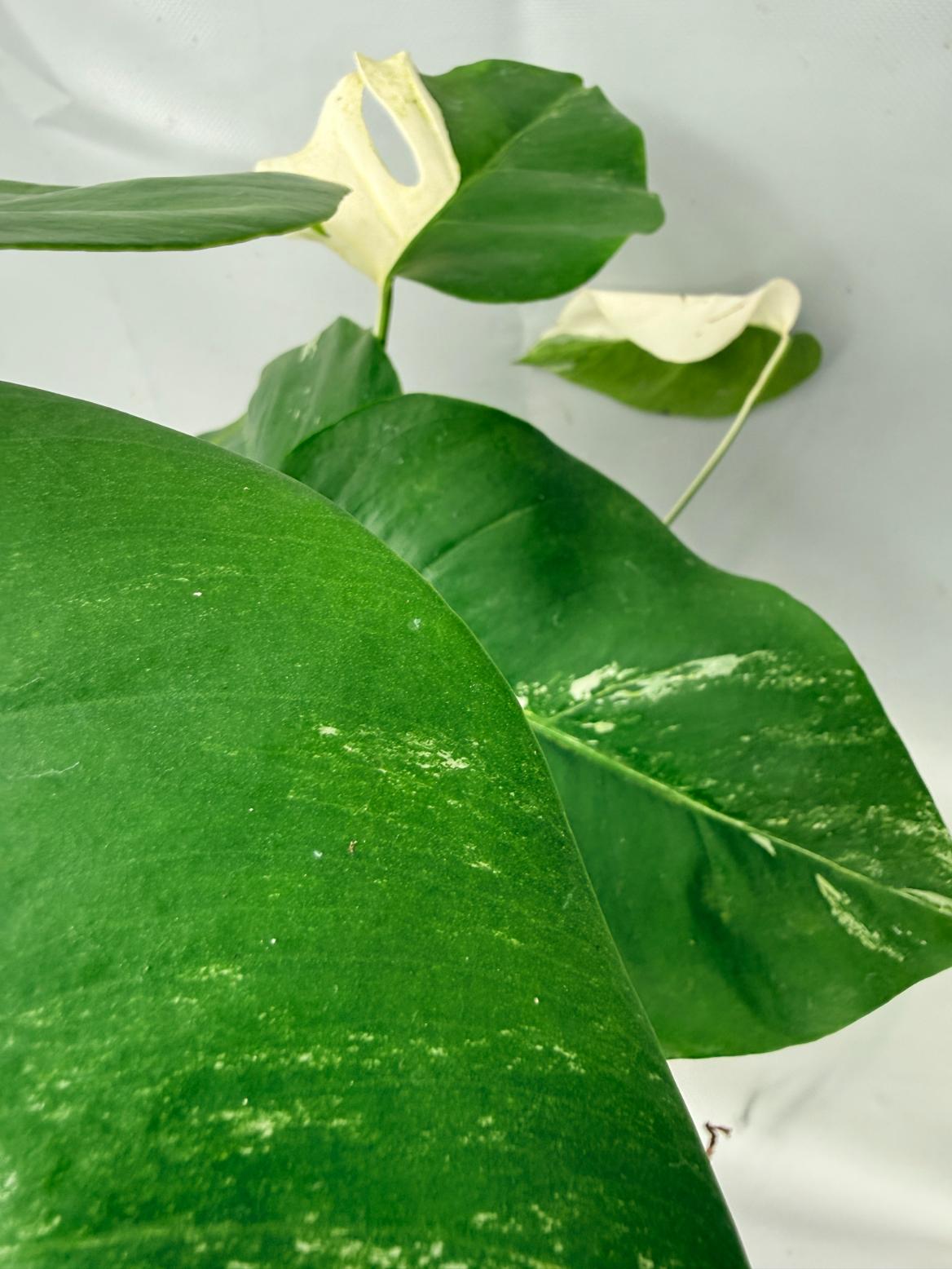 Monstera  Albo Variegata 07