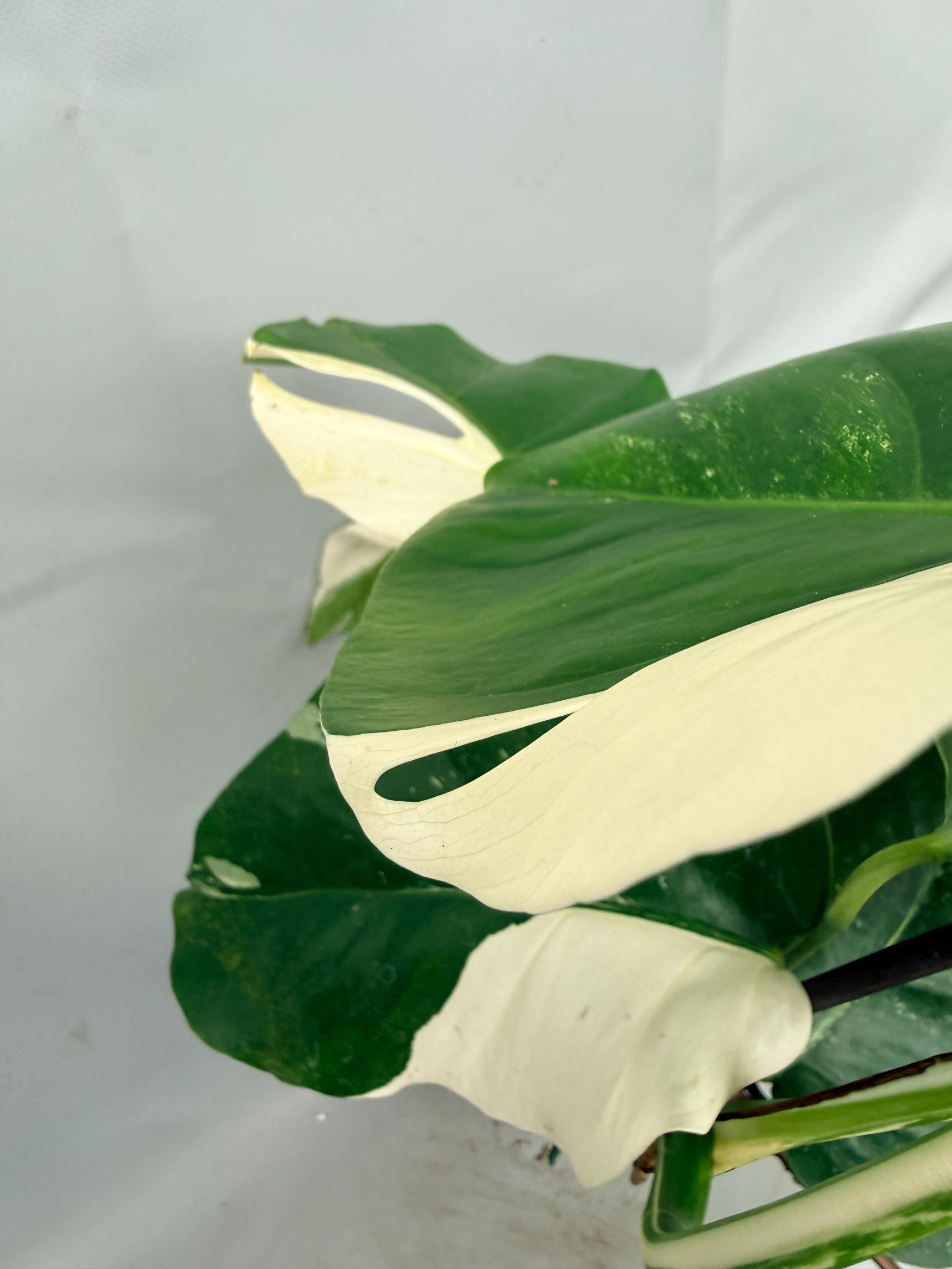 Monstera  Albo Variegata 08