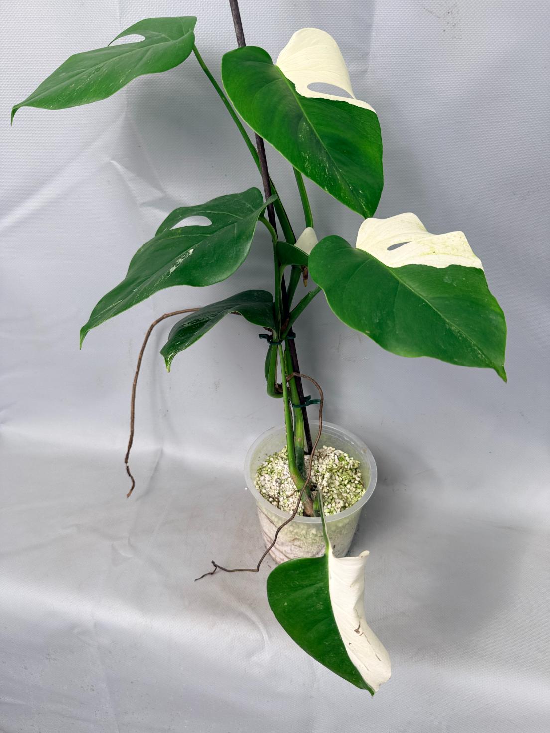 Monstera  Albo Variegata 01