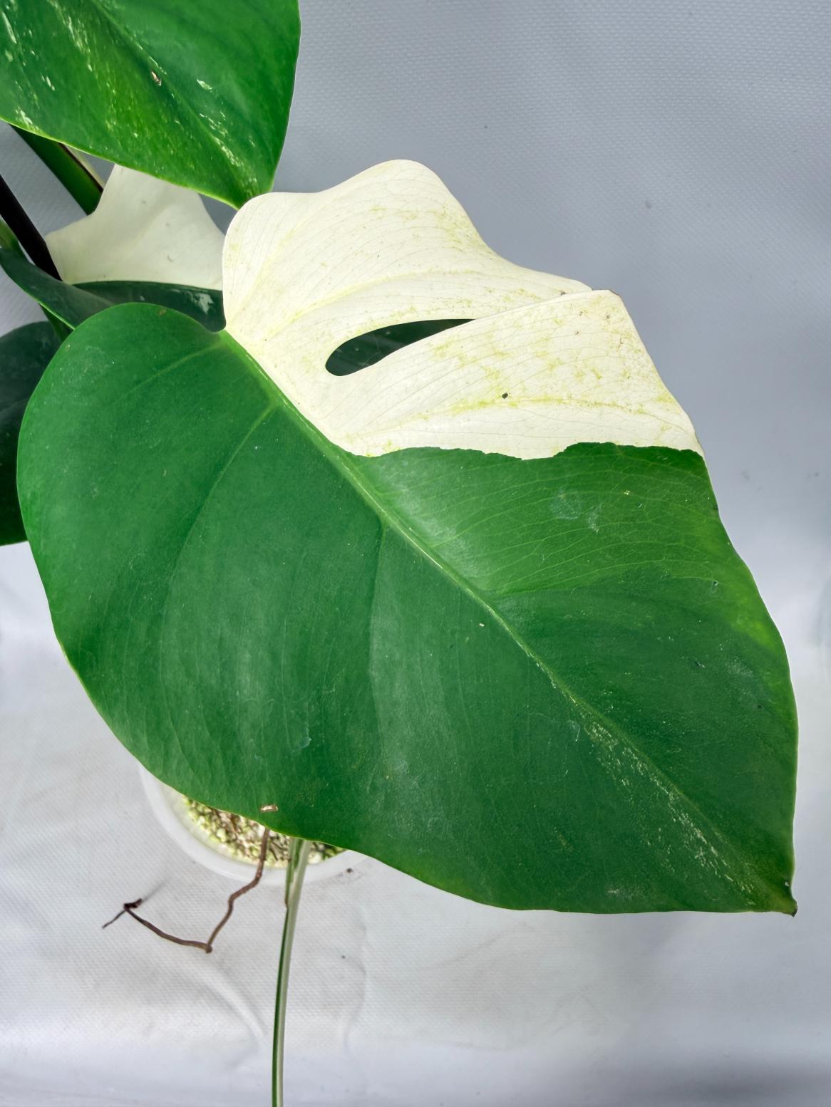 Monstera  Albo Variegata 02