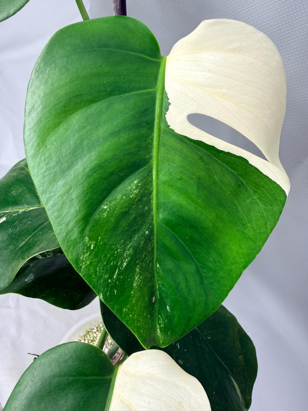 Monstera  Albo Variegata 03