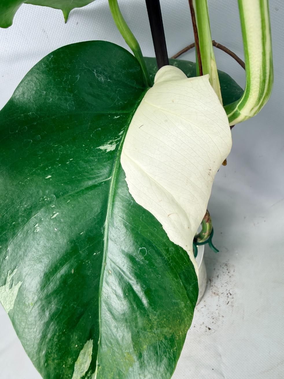 Monstera  Albo Variegata 04