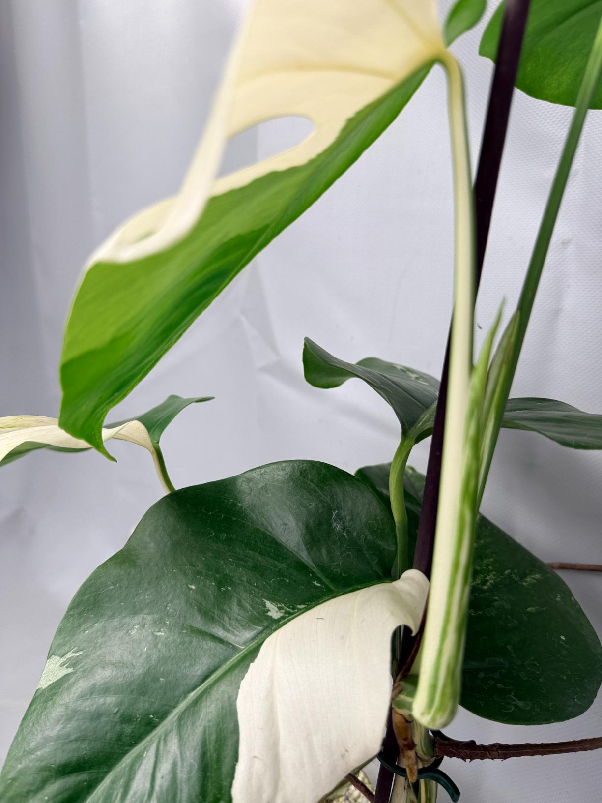 Monstera  Albo Variegata 05