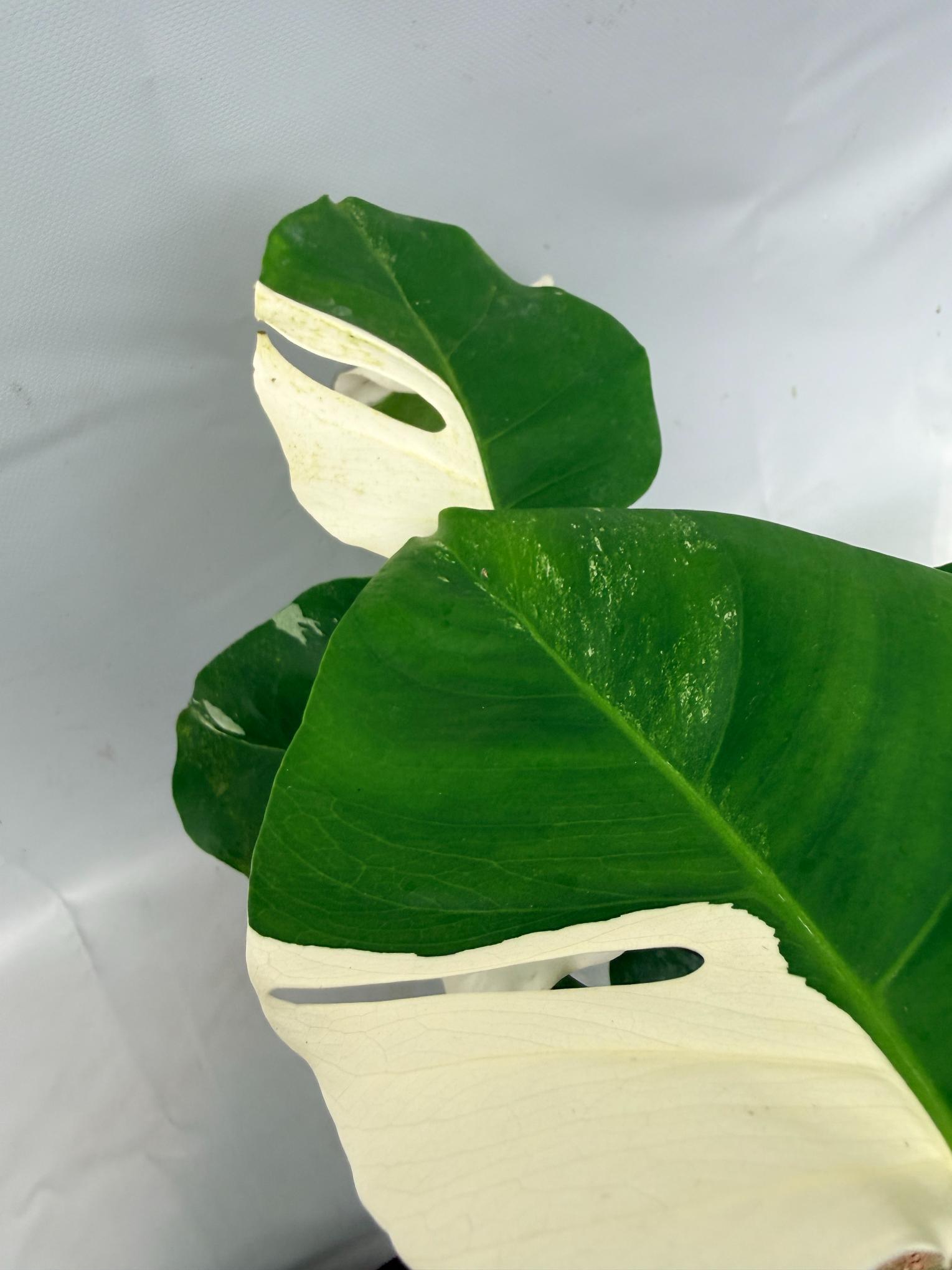 Monstera  Albo Variegata 06