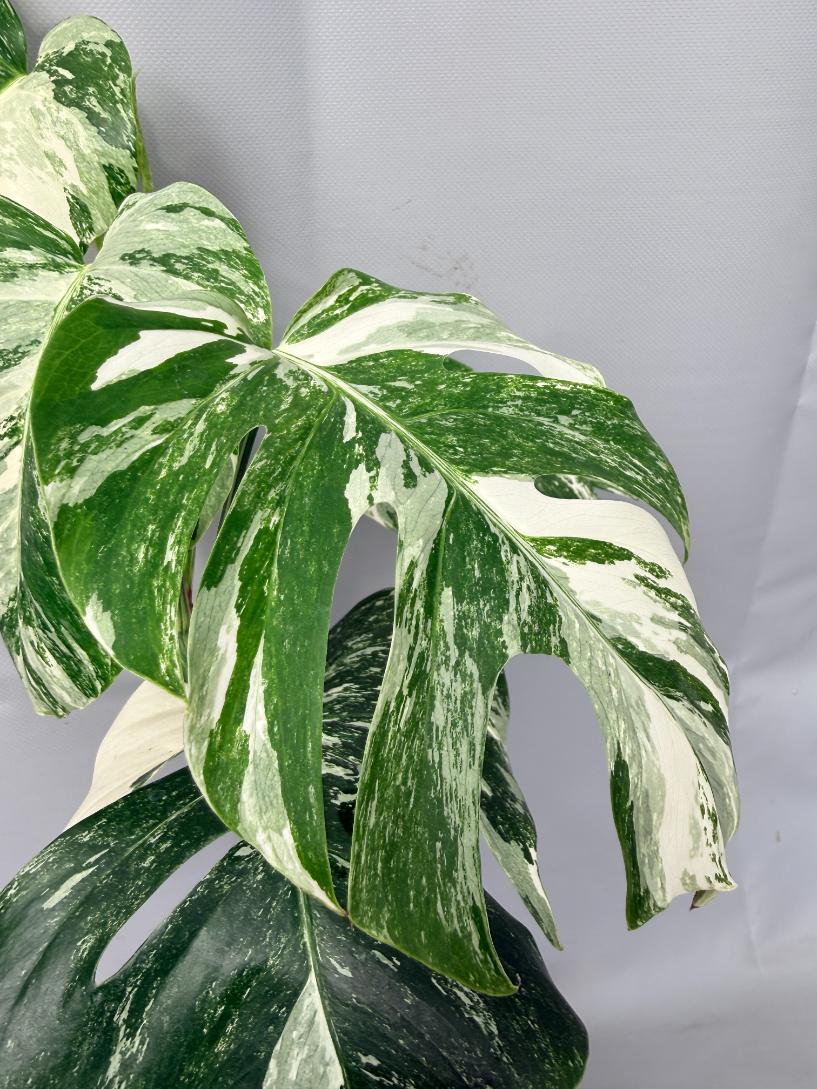 Monstera  Albo Variegata 06